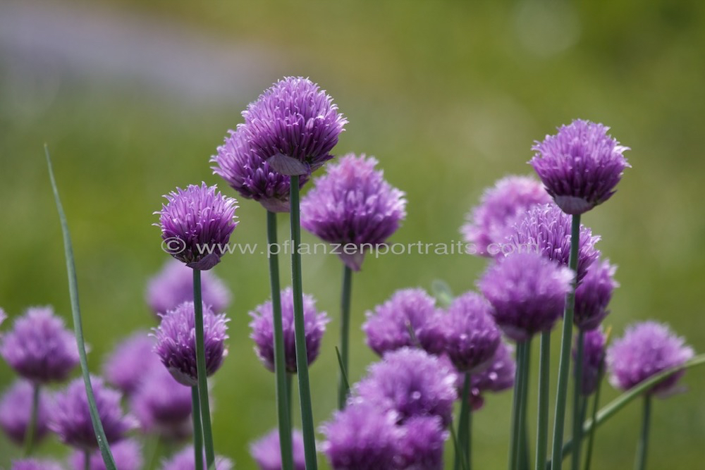 Allium schoenoprasum Schnittlauch Chives 3.jpg