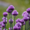 Allium schoenoprasum Schnittlauch Chives 3.jpg