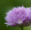 Allium schoenoprasum Schnittlauch Chives 4.jpg