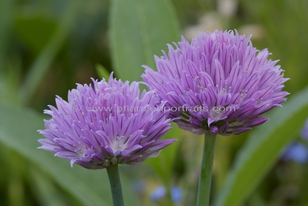 Allium schoenoprasum Schnittlauch Chives.jpg