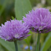 Allium schoenoprasum Schnittlauch Chives.jpg