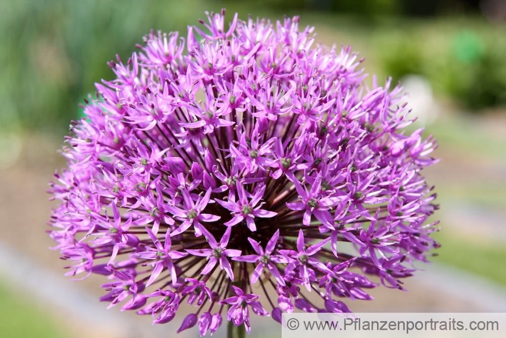 Allium scorodoprasum Schlangenlauch Giant Garlic.jpg