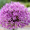 Allium scorodoprasum Schlangenlauch Giant Garlic.jpg