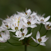 Allium subhirsutum Behaarter Lauch.jpg