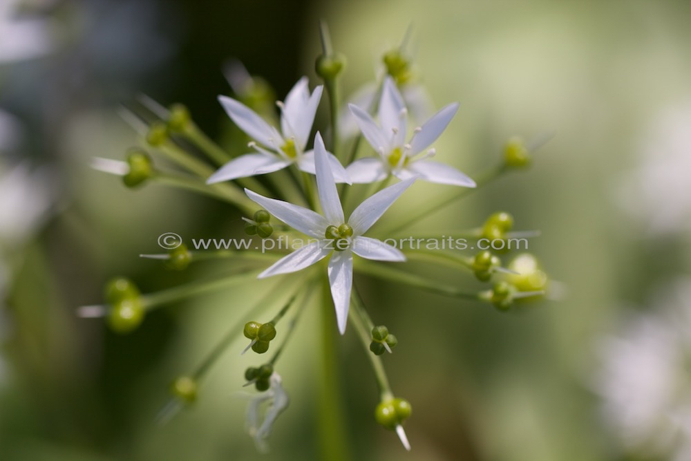 Allium ursinum Baerlauch Wild garlic 2.jpg