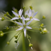 Allium ursinum Baerlauch Wild garlic 2.jpg