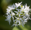 Allium ursinum Baerlauch Wild garlic 3.jpg