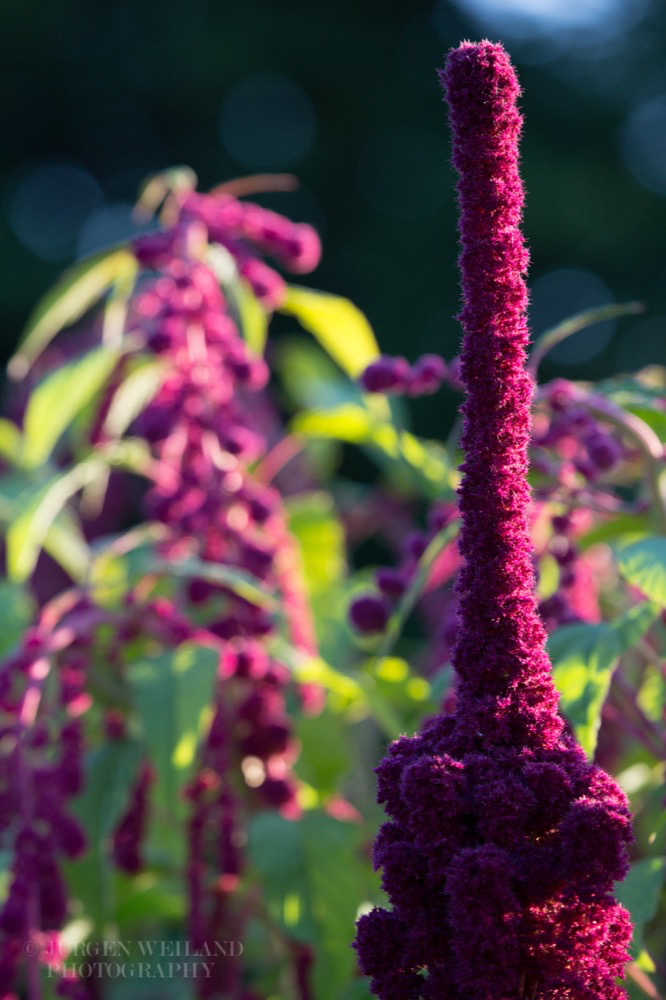 Amaranthus cruentus Fuchsschwanz Mexican grain amaranth 2.jpg