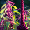 Amaranthus cruentus Fuchsschwanz Mexican grain amaranth 2.jpg