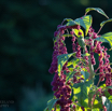 Amaranthus cruentus Fuchsschwanz Mexican grain amaranth 3.jpg