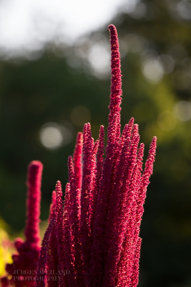 Amaranthus cruentus Fuchsschwanz Mexican grain amaranth.jpg