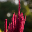 Amaranthus cruentus Fuchsschwanz Mexican grain amaranth.jpg