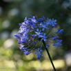 Agapanthus africanus.jpg