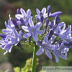 Agapanthus campanulatus_1.jpg