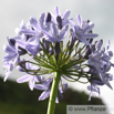 Agapanthus campanulatus_2.jpg