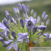 Agapanthus campanulatus.jpg