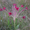 Brunsvigia natalensis Natal Candelabra Flower 2.jpg