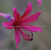 Brunsvigia natalensis Natal Candelabra Flower.jpg