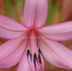 Brunsvigia radulosa Candelabra Flower 1.jpg