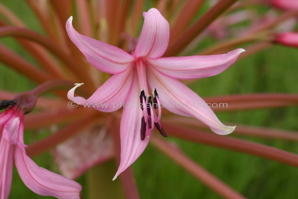 Brunsvigia radulosa Candelabra Flower 2.jpg