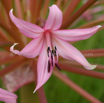 Brunsvigia radulosa Candelabra Flower 2.jpg