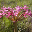Brunsvigia radulosa Candelabra Flower.jpg