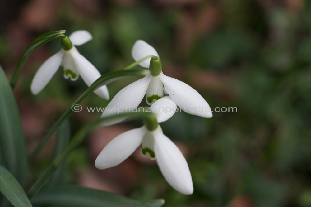 Galanthus nivalis Schneegloeckchen Common Snowdrop 1.jpg