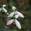 Galanthus nivalis Schneegloeckchen Common Snowdrop 1.jpg