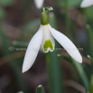 Galanthus nivalis Schneegloeckchen Common Snowdrop 2.jpg