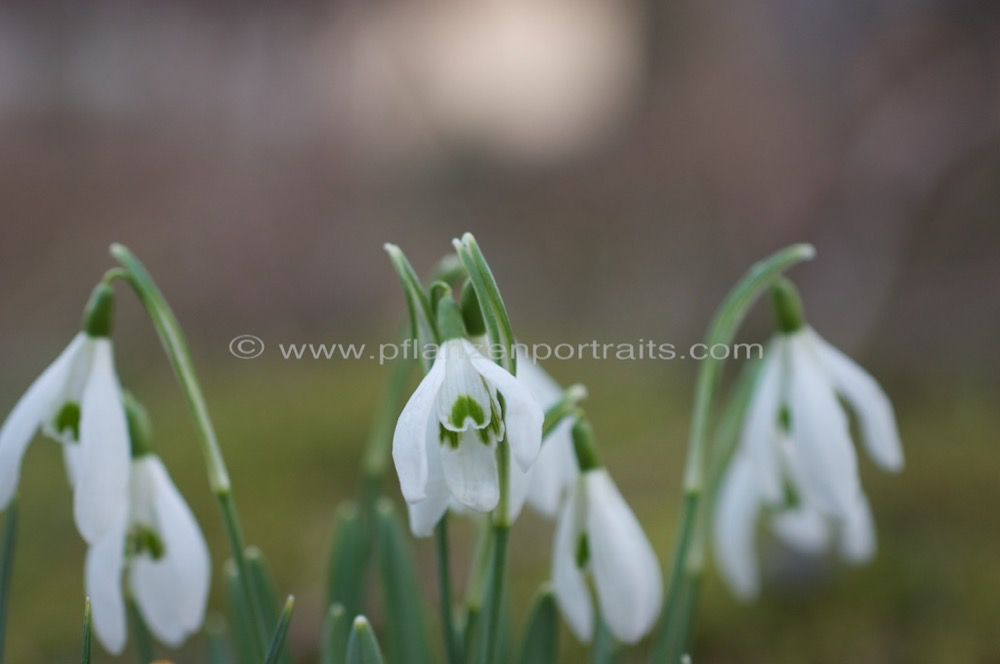 Galanthus nivalis Schneegloeckchen Common Snowdrop.jpg