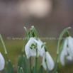 Galanthus nivalis Schneegloeckchen Common Snowdrop.jpg