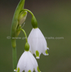 Leucojum vernum Maerzbecher Spring Snowflake 2.jpg