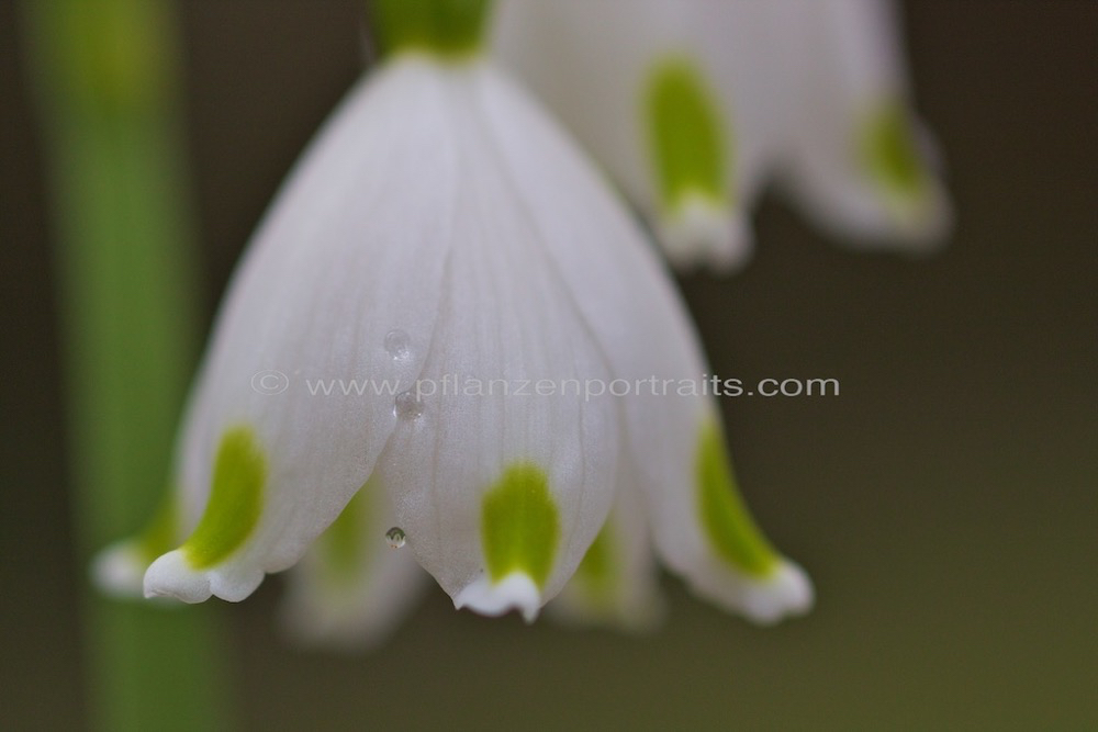 Leucojum vernum Maerzbecher Spring Snowflake 3.jpg