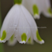 Leucojum vernum Maerzbecher Spring Snowflake 3.jpg