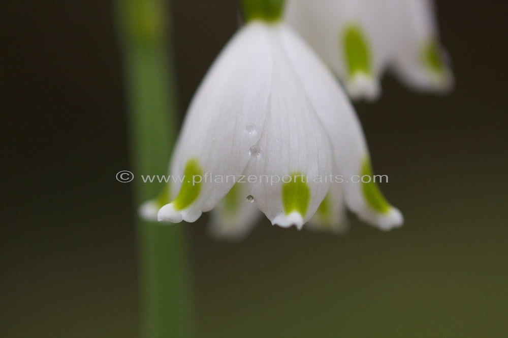 Leucojum vernum Maerzbecher Spring Snowflake 4.jpg