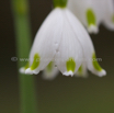 Leucojum vernum Maerzbecher Spring Snowflake 4.jpg