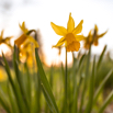 Narcissus pseudonarcissus Osterglocke Daffodil.jpg