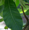 Anacardium orientale Ostindischer Tintenbaum Marking Nut.jpg