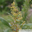 Rhus discolor Grassveld Currant.jpg