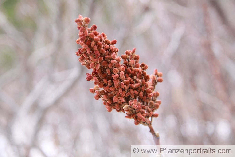 Rhus glabra Scharlachsumach Pennsylvania Sumac.jpg