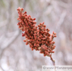 Rhus glabra Scharlachsumach Pennsylvania Sumac.jpg