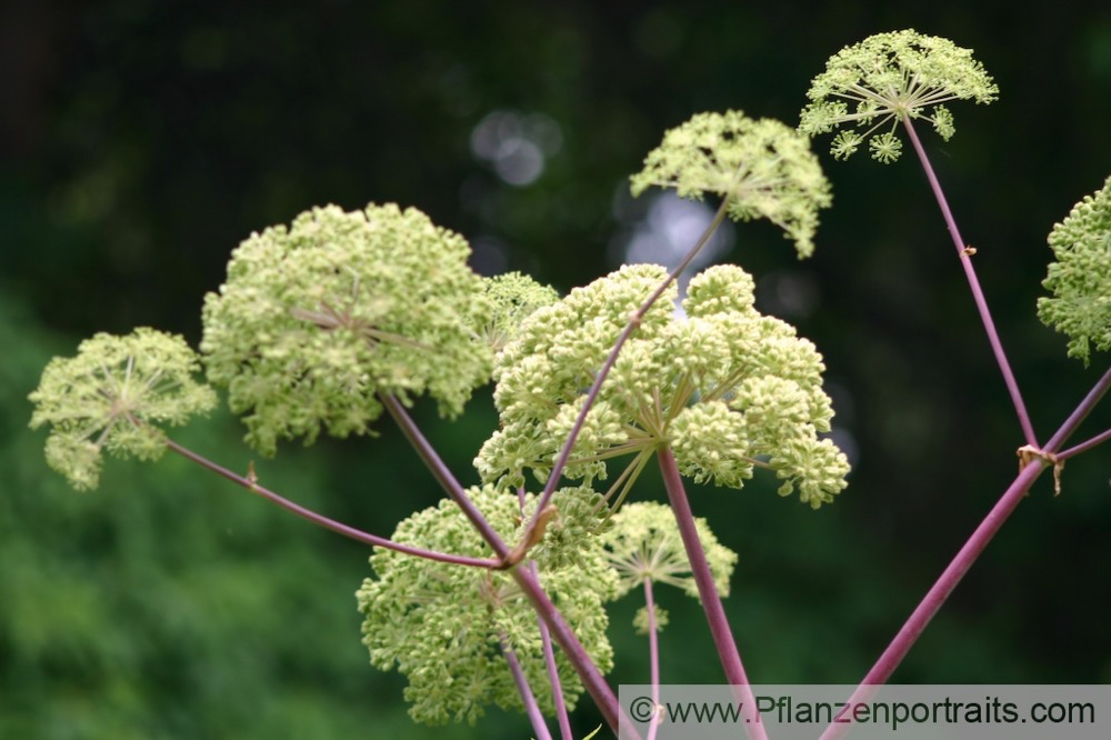 Angelica archangelica Echte Engelwurz Archangel 2.jpg