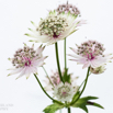 Astrantia major Grosse Sterndolde Great masterwort 4.jpg