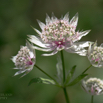 Astrantia major Grosse Sterndolde Great masterwort.jpg