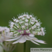 Astrantia major Grosse Sterndolde Greater Masterwort 2.jpg