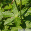 Astrantia major Grosse Sterndolde Greater Masterwort 3.jpg