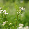 Carum carvi Wiesen Kuemmel Caraway.jpg