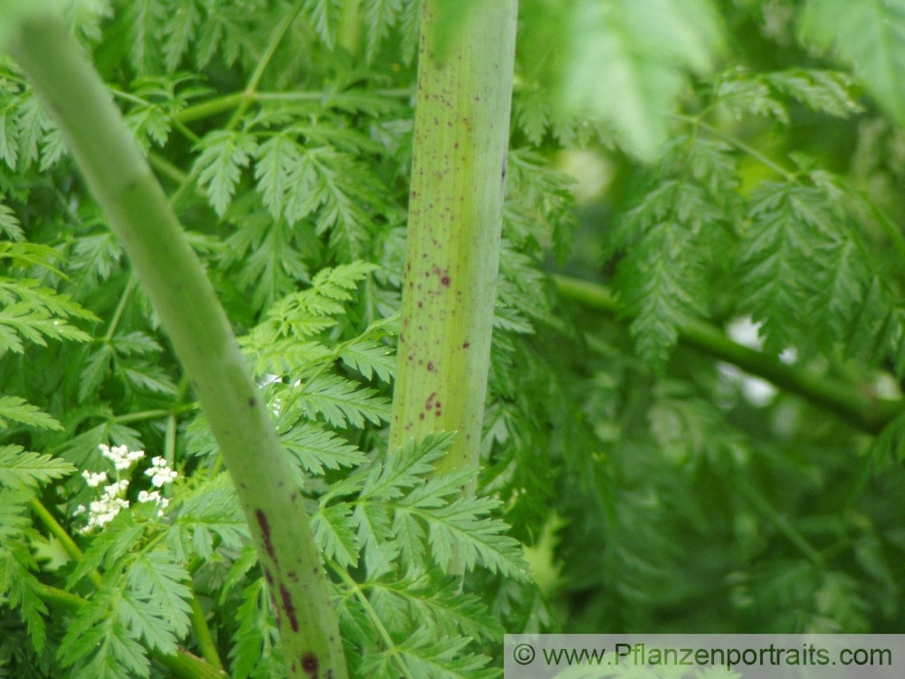 Conium maculatum Gefleckter Schierling Poison Hemlock.jpg