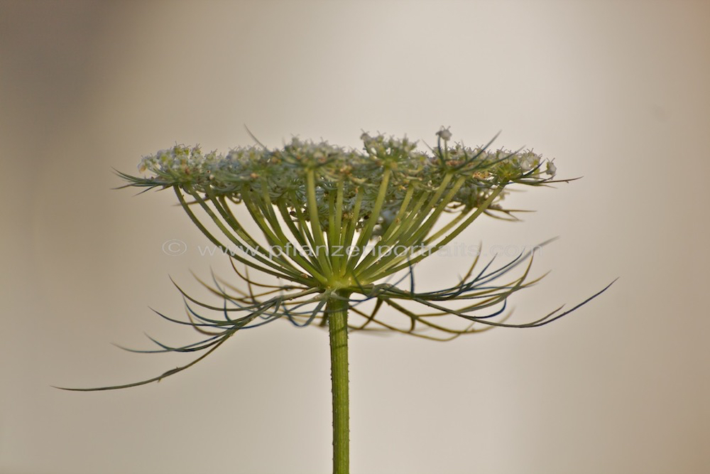 Daucus carota ssp. sativus Speise-Moehre Carrot_1.jpg