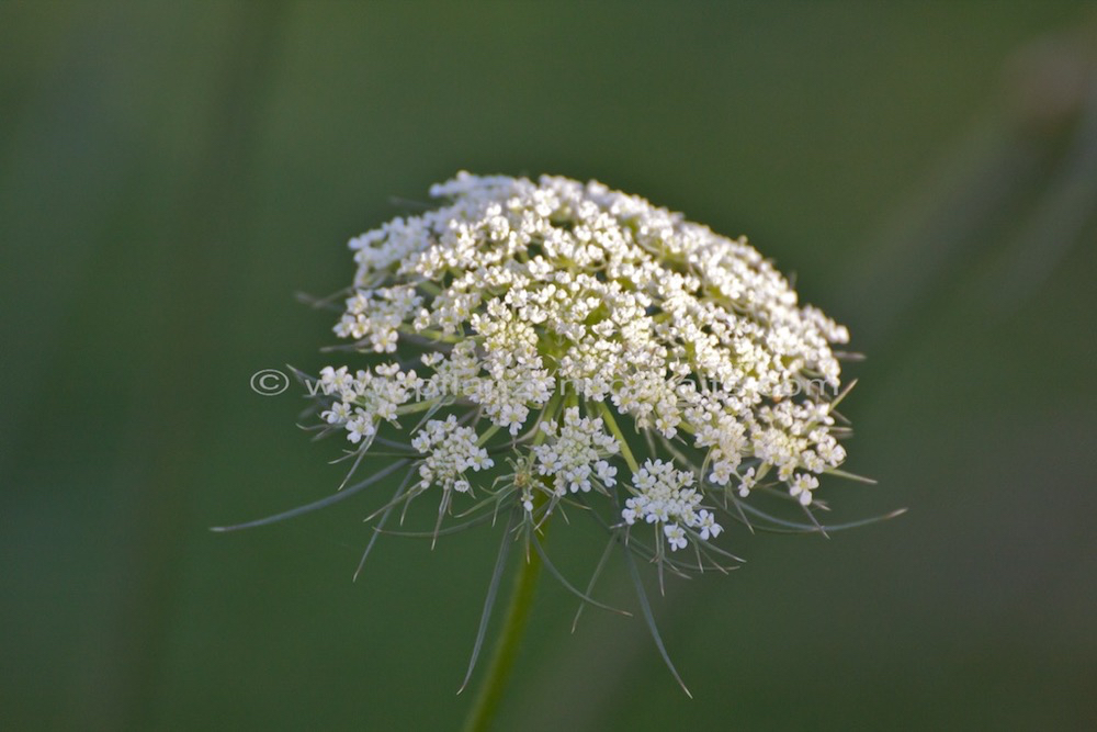 Daucus carota ssp. sativus Speise-Moehre Carrot.jpg